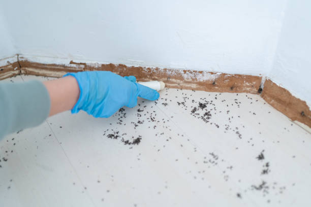 Best Pest Control Near Me  in East Quincy, CA